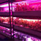 La croissance de plantes 1W SMD 3030 740nm 745nm LED élèvent la puce légère
